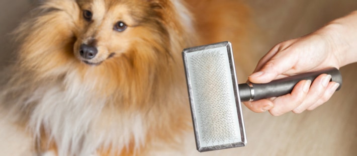How to Reduce Effects of Pet Dander in AC System and Home