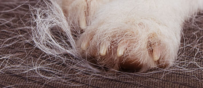 Paw of a pet with fur on the floor | Pet hair | A Plus Air Conditioning and Refrigeration