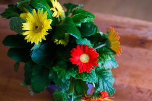 National Gardening Month: 6 Houseplants for Improving Air Quality