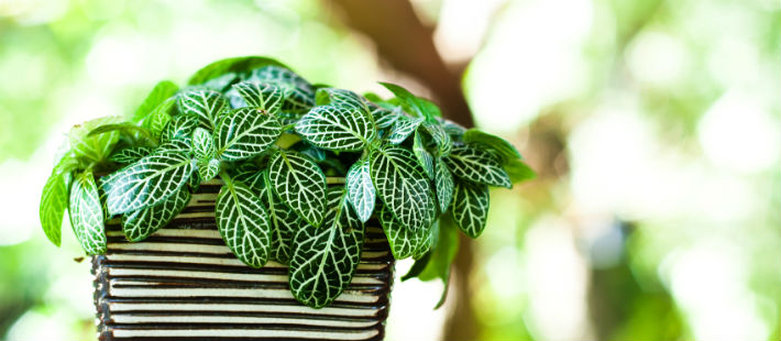 6 Air Purifying Houseplants for Improving Your Home's Indoor Air Quality