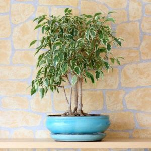 National Gardening Month: 6 Houseplants for Improving Air Quality