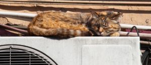 How to Reduce Stress on Your AC While Keeping Your Home Cool