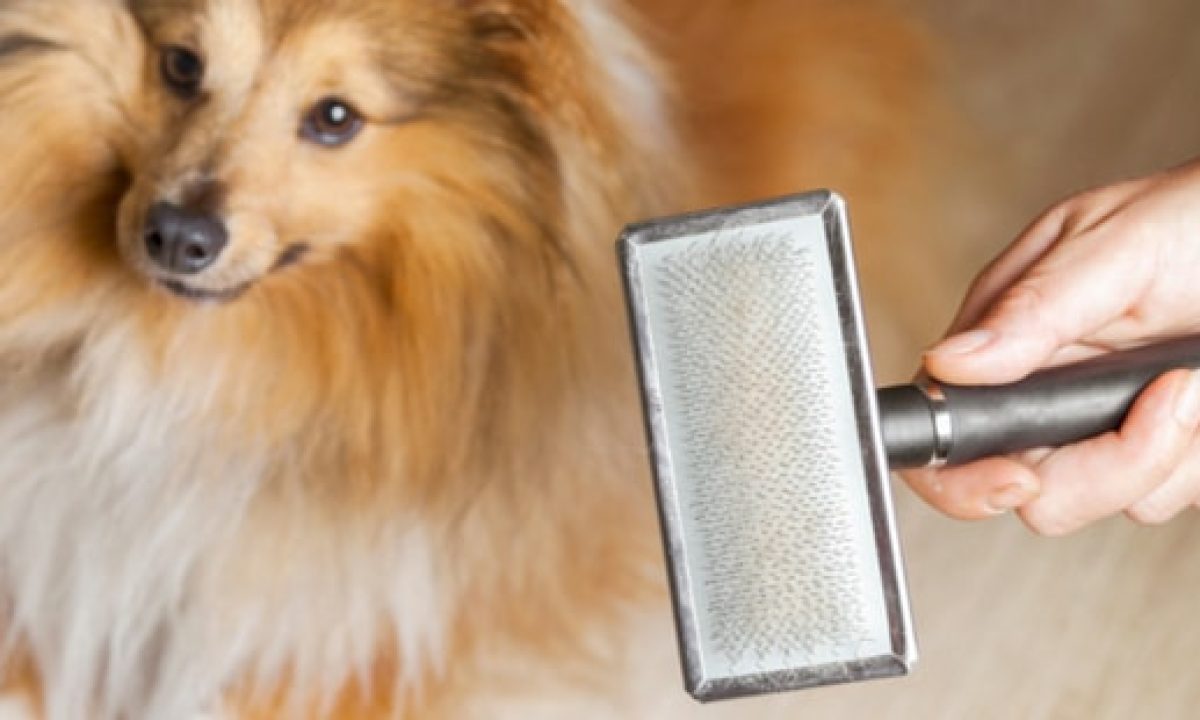 What Causes Excessive Dog Dander