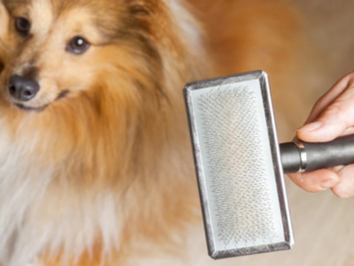 How Can I Reduce My Dogs Dander